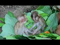 No More Hunger! Orphan baby Monkeys Sleep Happily After Eating