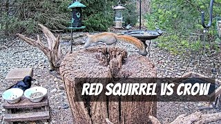 American Red Squirrel vs American Crow