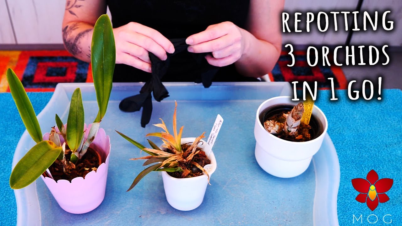 Эти 3 орхидеи нуждаются в пересадке, НО по разным причинам!