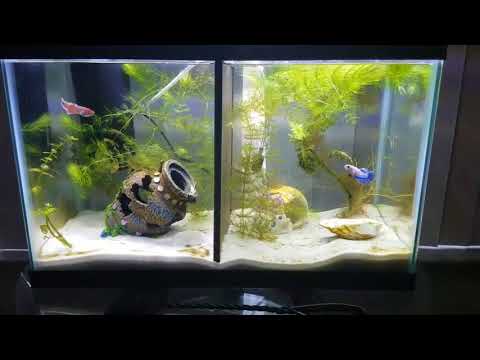 Fish tank tour, new baby fry (balloon molly), and pregnant sword tail