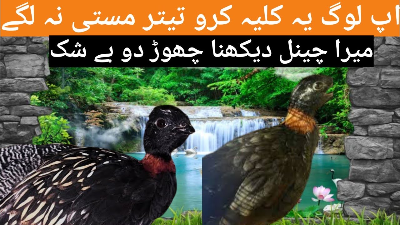 کالے تیتر کو مستی میں لگانے کا اسان طریقہ کار