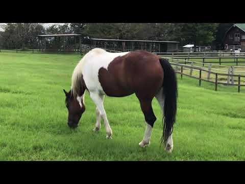 草を食べる音　お馬さん