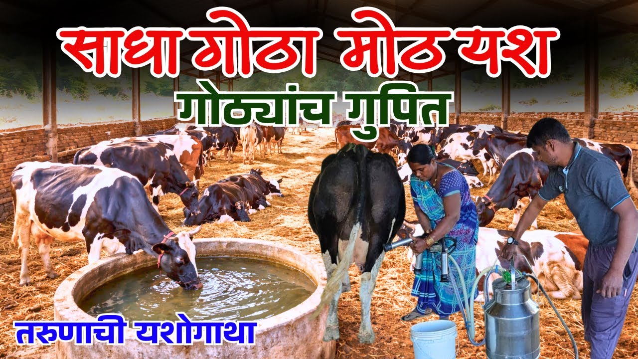 हा गोठा पाहून तुमचं मत बदलेल | मुक्त गोठा | दूधव्यवसाय यशोगाथा