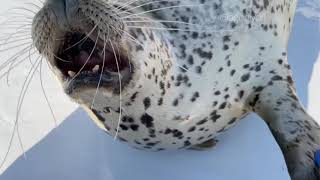 Celebrity Seal video archive museum: handshake 👌🦭 Net Worth