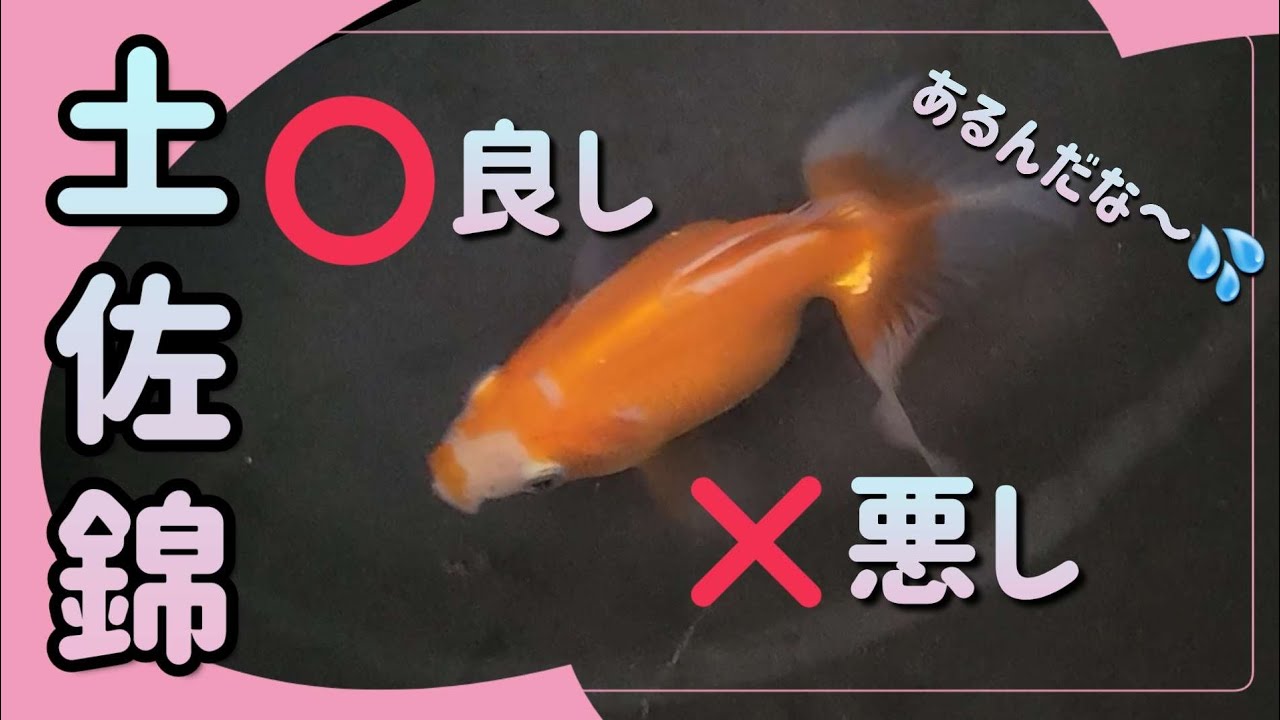 土佐錦🐟️良し悪し🐟️ - YouTube