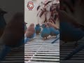 Exotic Finch Birds. Cordon Blue Finch & Masked Finch Birds Entertainment Video.