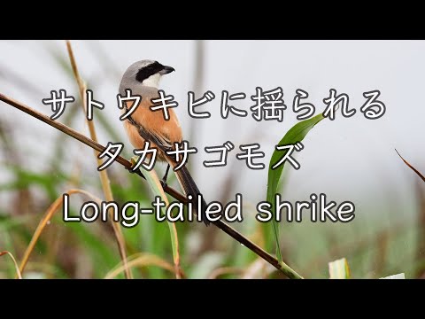 【珍しい鳥】サトウキビに揺られるタカサゴモズ Long tailed shrike 野鳥撮影＆野鳥観察