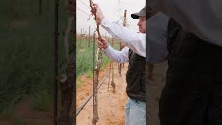 This Is How To Establish Cordon In Your Vineyard