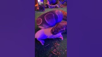 Watching a python eat a mouse | Mystic Animals #shorts