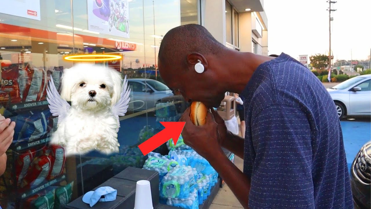 Feeding People Dog Meat Prank!