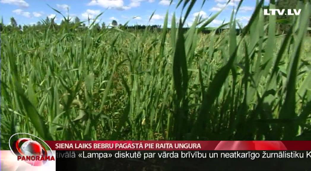 Siena laiks Bebru pagastā pie Raita Ungura