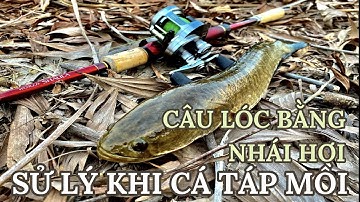 LURE CÁ LÓC BẰNG NHÁI HƠI | SỬ LÝ KHI CÁ TÁP MỒI