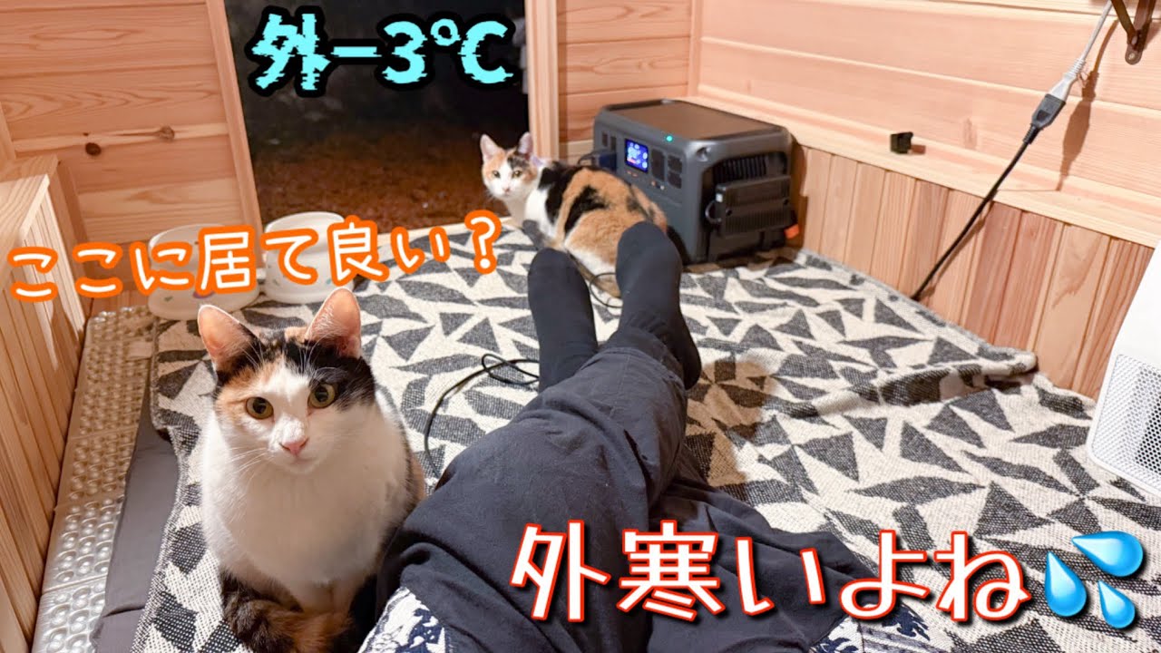 冬キャンプ中に猫の親子が暖かい寝床を求めてやってきました…【ミケ】