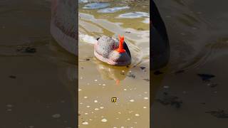 Robot Duck That Walks on Water #shorts