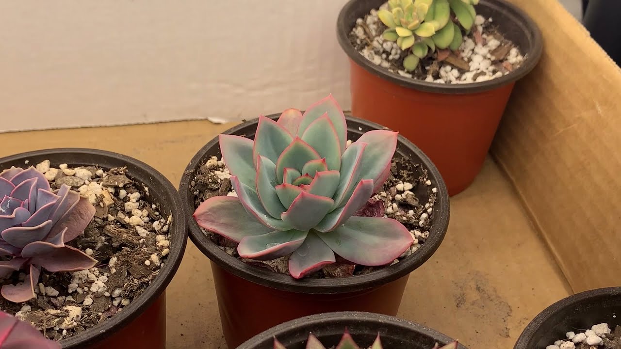 Grow Lights for Succulents - Experiment Episode 5