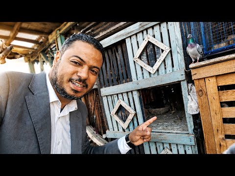زغلول اتنطر😱 ونقلت الحمام ده 💥واحلى متابعة 🥰🔥#birds
