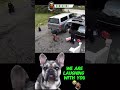 Best COUB Memes Fails Raw Shorts #22 🤣 #viral #shorts #fails #funny #fail