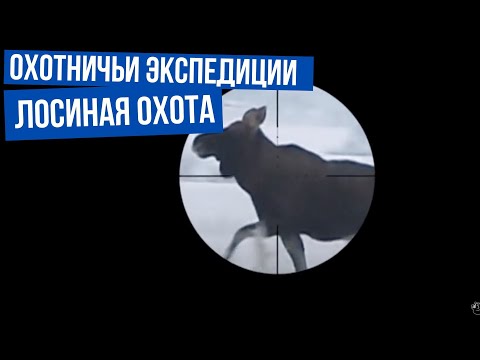 Лосиная охота \ Охотничьи экспедиции. Сезон 1.