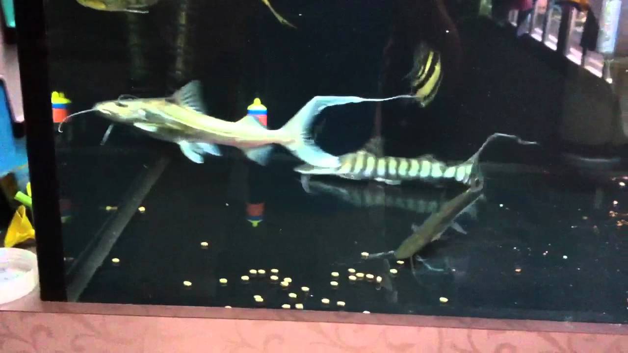 Cats eating pellet pt 1 YouTube