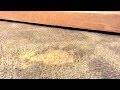 How To Repair Burn in Carpet