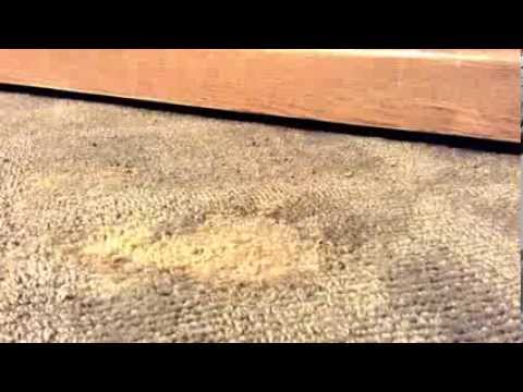 How To Repair Burn in Carpet