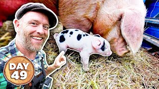 Building a Homestead in 100 Days - Day 49 Wealth