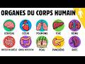 Chaque Organe Du Corps Expliqué En 22 Minutes Chaque Organe Du Corps Expliqué En 22 Minutes