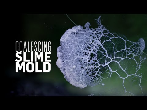 A Coalescing Slime Mold