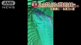 謎の深海魚「リュウグウノツカイ」 泳ぐ姿カメラに(150309)