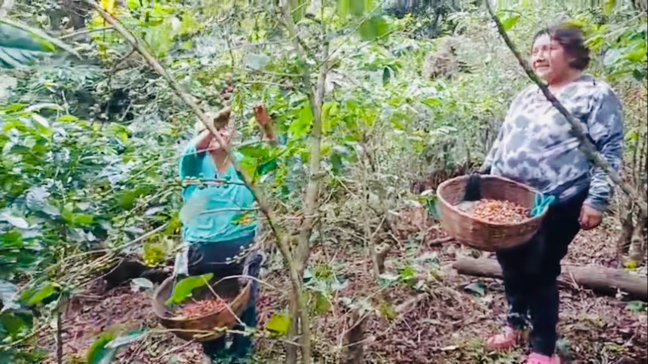 Así cortan café 🌱🌱nuestra gente en nuestra finca🙏 naturaleza divino, tesoro de Dios 🙏🇸🇻