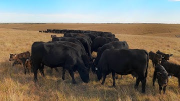 Reducing Livestock Methane Emissions