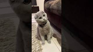 Cutest Scottish fold kitten