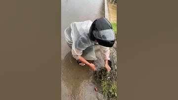 Clearing grass clogged drain  #culverts #unclog #clean #drain #shorts