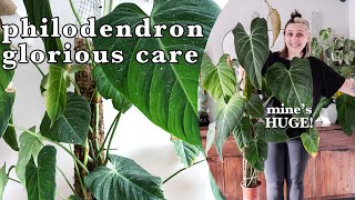 PHILODENDRON GLORIOUS care 🪴 Healthy Growth Tips & Tricks