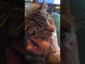 #cat