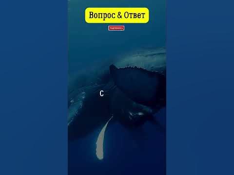 Какое самое крупное млекопитающее на Земле? #вопросответ #млекопитающие ...