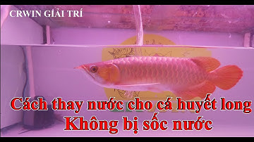 Cách thay nước cho cá rồng huyết long không bị sốc nước - Arowana || CRWIN GIẢI TRÍ