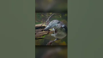 Ядовитые 