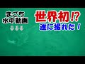 世界初⁉ 東京湾の釣り船でやっと撮れた水中捕食? の動画、YouTube動画。