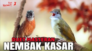 🔴KAPAS TEMBAK GACOR VS TEPUS KEPALA ABU GACOR DUET MASTERAN BURUNG JUARA