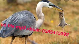 Tiếng diệc phấn chuẩn 2020 .tặng miễn phí cho ae đăng ký kênh