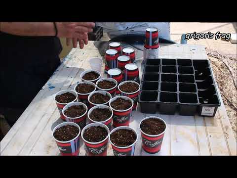 Βίντεο: Τι είναι ένα φασόλι κηπευτικών: Πώς να καλλιεργήσετε γαλλικά φασόλια κηπευτικών