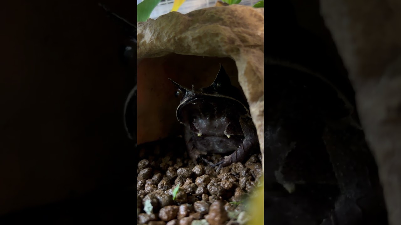 ミツヅノコノハガエル　 Long nosed horned frog   Megophrys nasuta　