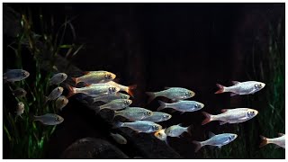 Locomotion of Fish
