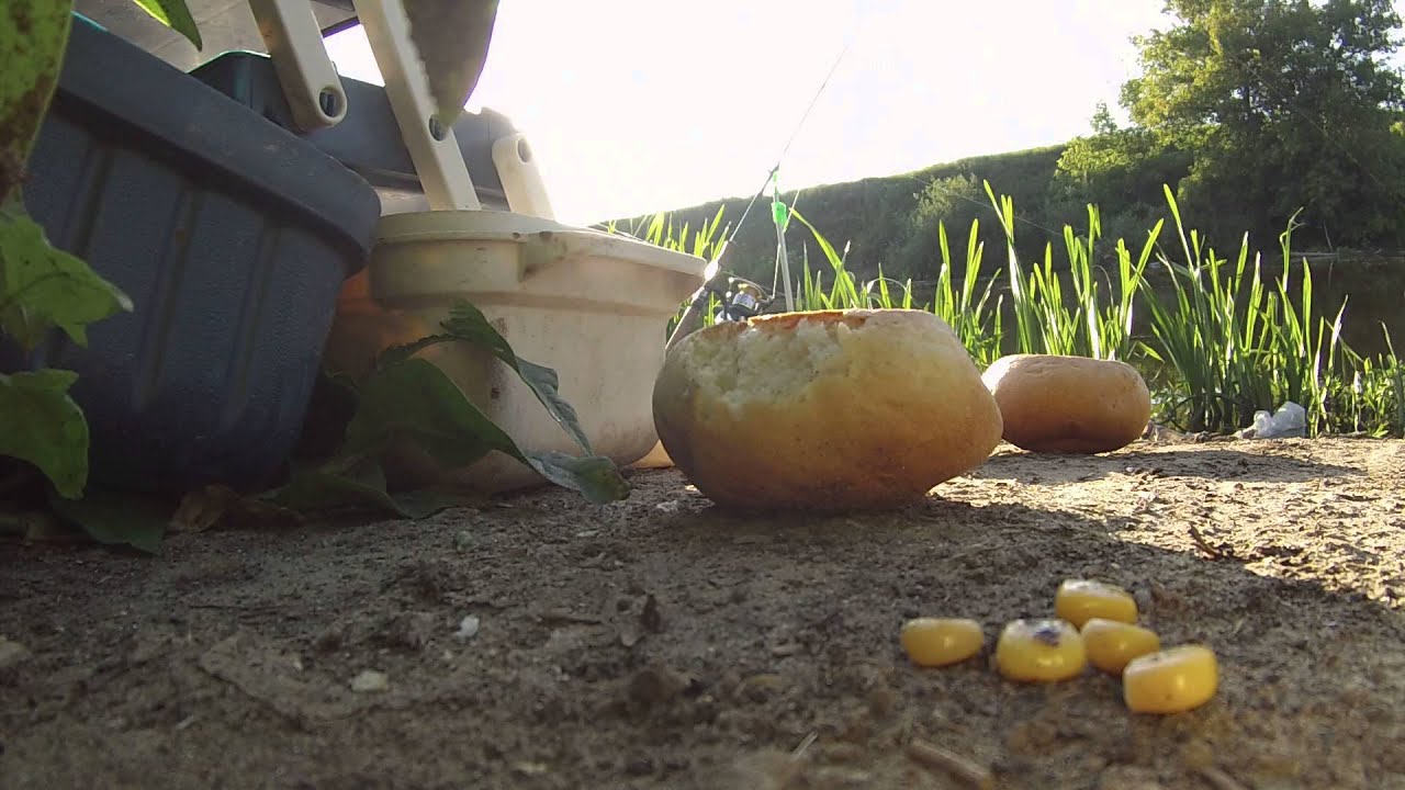 Мышь-полёвка на рыбалке, Тула, р.Упа