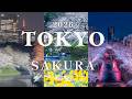 東京さくら巡り 2026 千鳥ヶ淵、目黒川、渋谷 4K