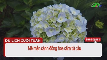 Mê mẩn cánh đồng hoa cẩm tú cầu #LamdongTV #LTV #LamDong #Dulịchcuốituần