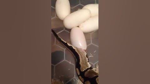 Royal python egg laying