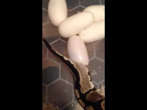 eggs florentine Royal python egg laying