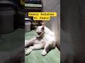 Gemoy Rebahan di Dapur #cat #viral #shorts